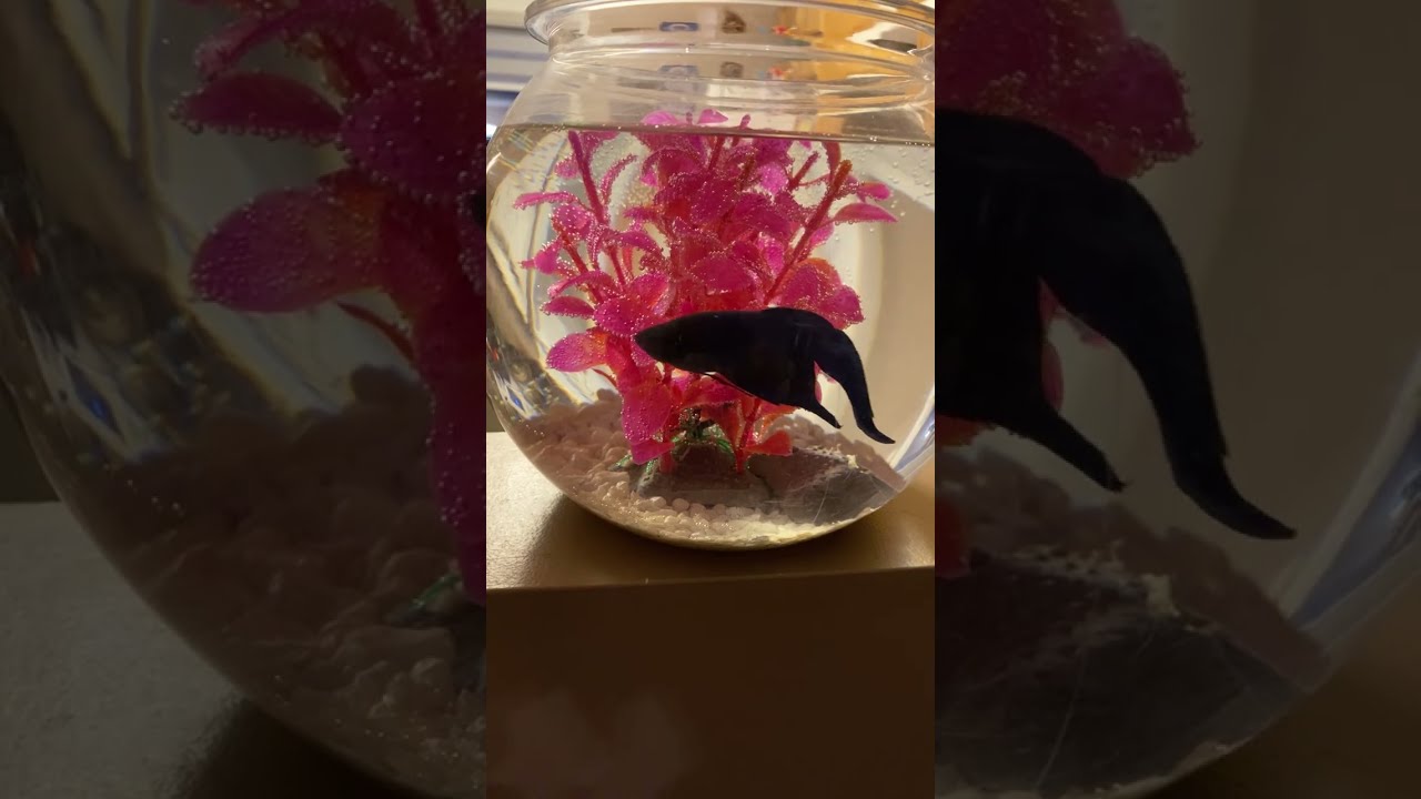 Fish party 🤗