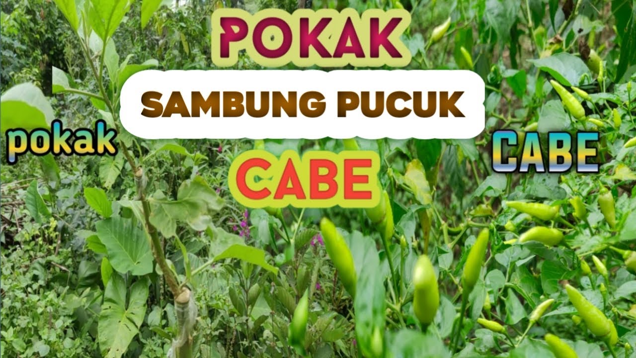 Cabe Disambung Pokak Bisa ?! Hasil Melimpah Umur Tahan Lama