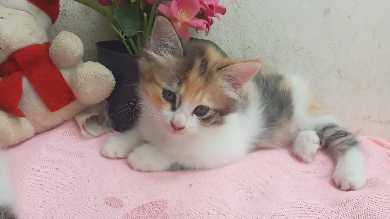 Cats & kittens are 837 & 746 & 672 & 589 & 488 & 471 & 423 & 347 & 232 & 194 & 94 & 254 &188 &86&52d