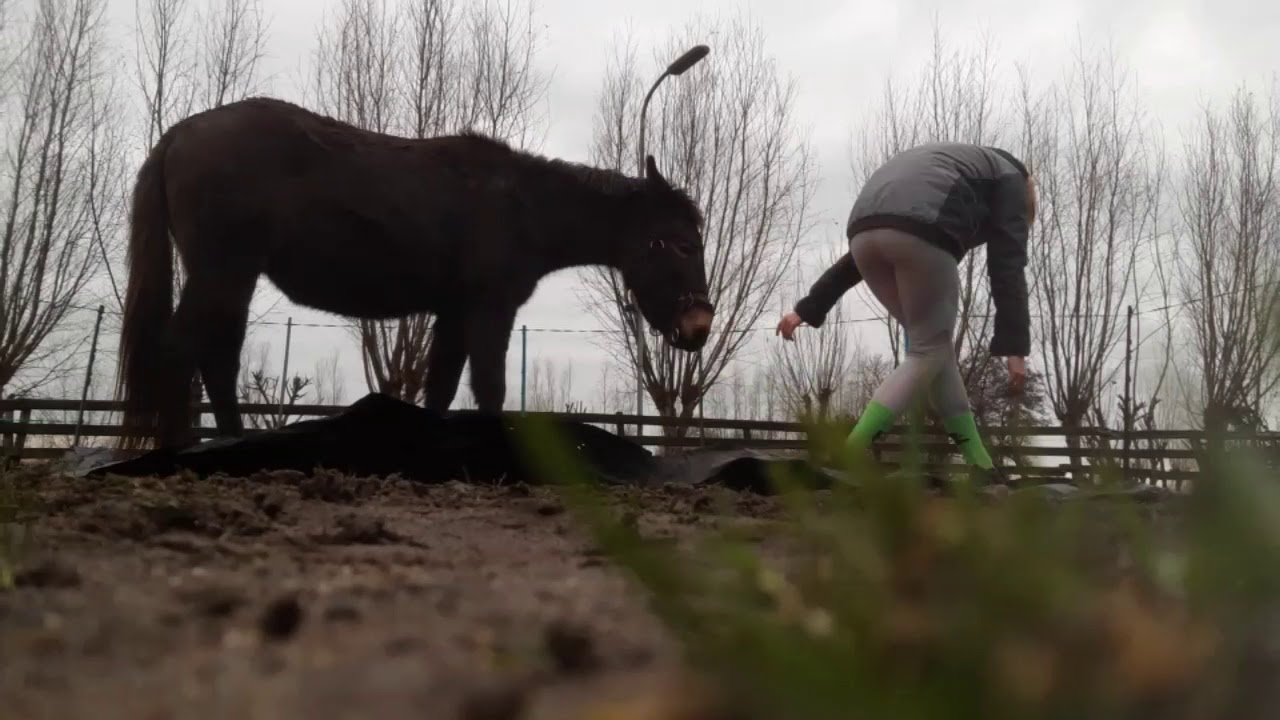 OUTDOOR WORK OUT - MULEMANSHIP