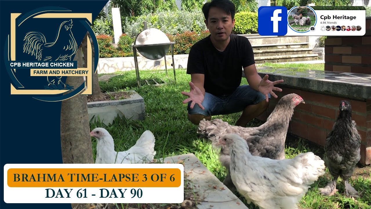 BRAHMA TIME-LAPSE (PART 3 of 6) | SEE YOUR CHICKENS GROW DAY BY DAY | DAY 61 - DAY 90