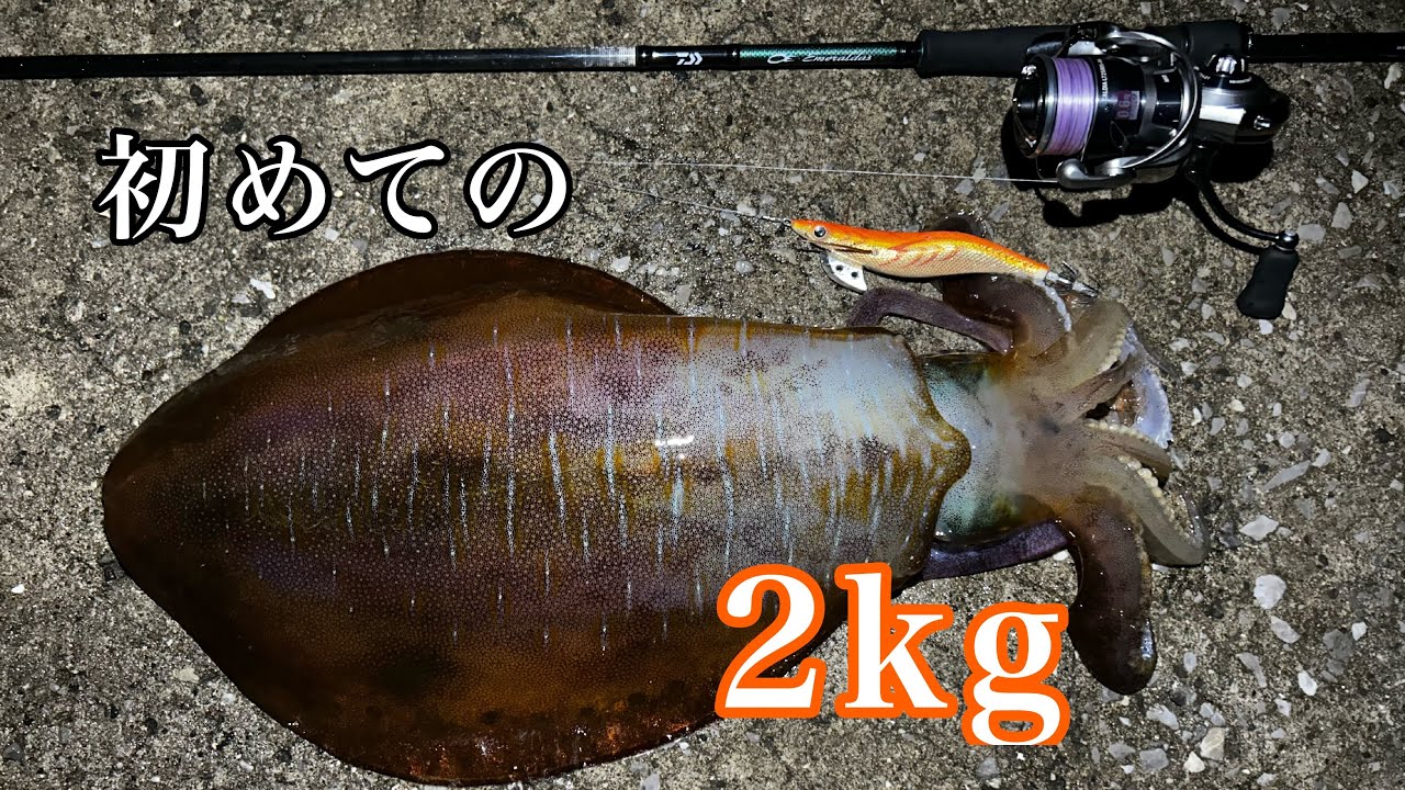 種子島に来たらエギングの難易度下がった