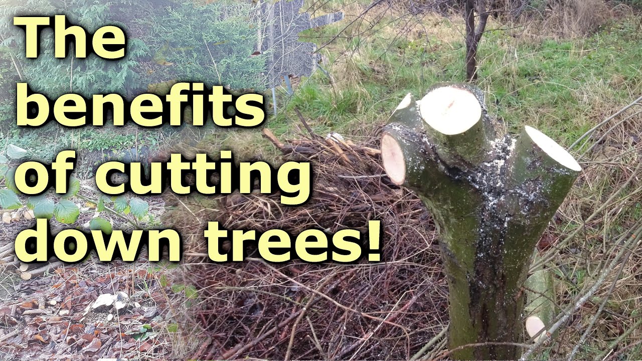 Coppicing and Pollarding at The Woodland Orchard