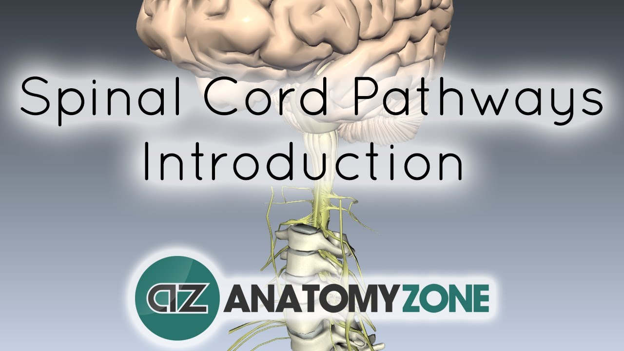 Spinal Pathways/Tracts - Part 1 - Introduction - Anatomy Tutorial