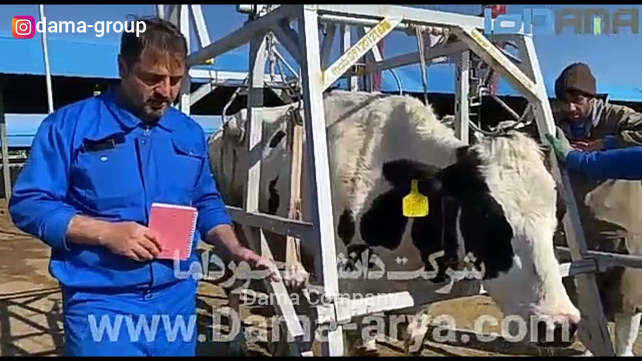 Downer Cow Lifting Technique