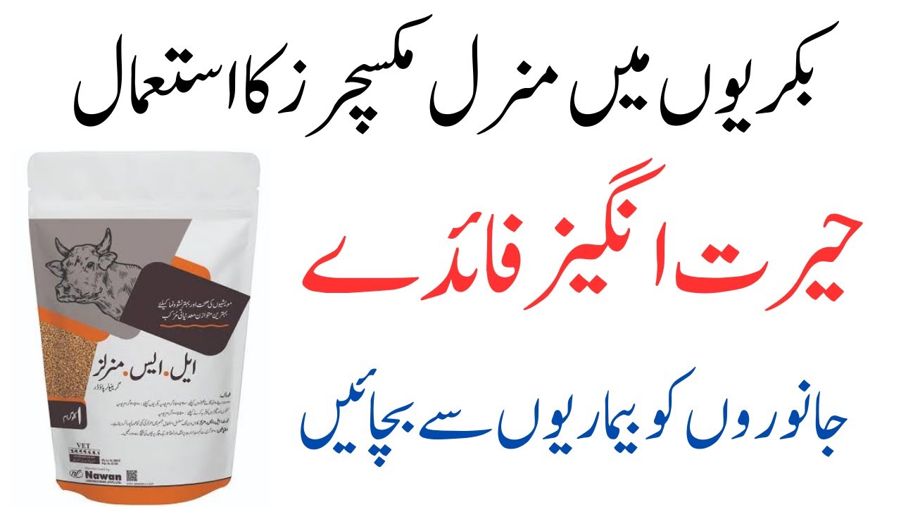 Use of Mineral Mixtures in Goats || Amazing Advantages || منرل مکسچر کے فائدے
