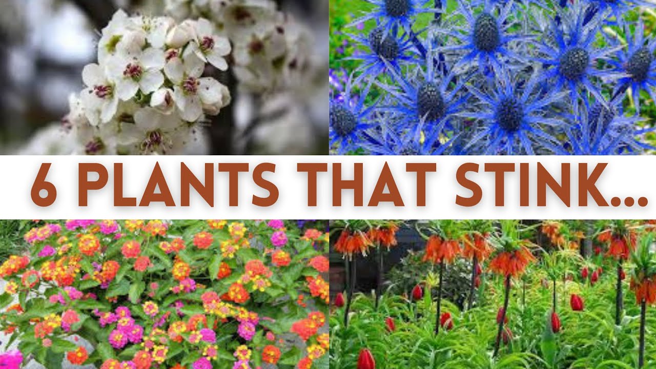 6 plants that stink. #gardening #homedecoration #gardeningtips