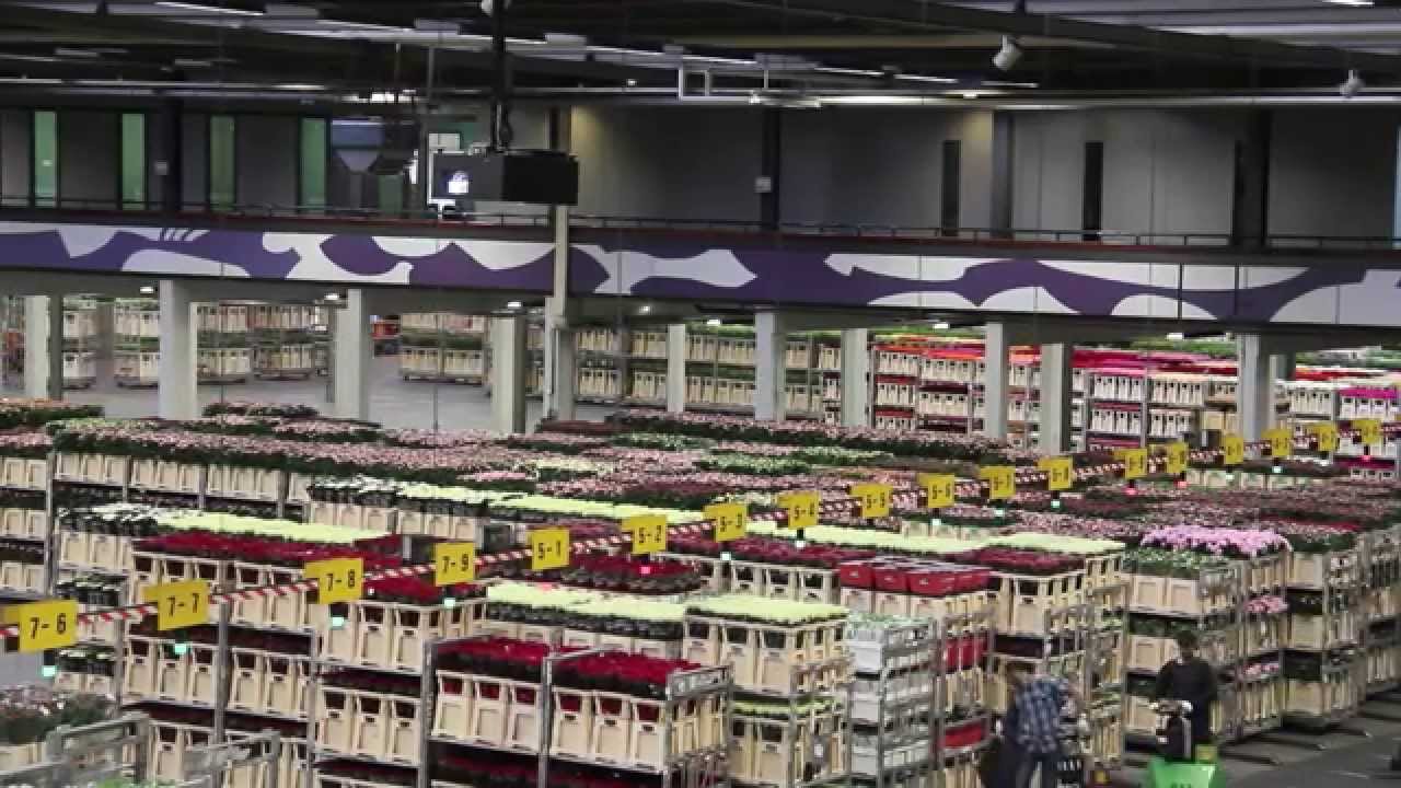 Holland's Flower Auction - Skyline Flowers
