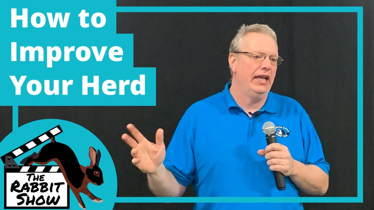 How to Improve Your Herd by Scheldon Schaeding President Michigan Dutch Rabbit Club & Rabbit Breeder