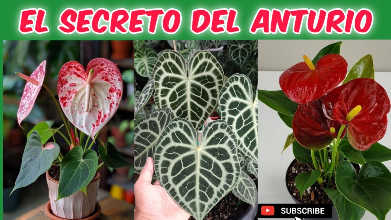 Anturios para Principiantes: Todo lo que Necesitas Saber