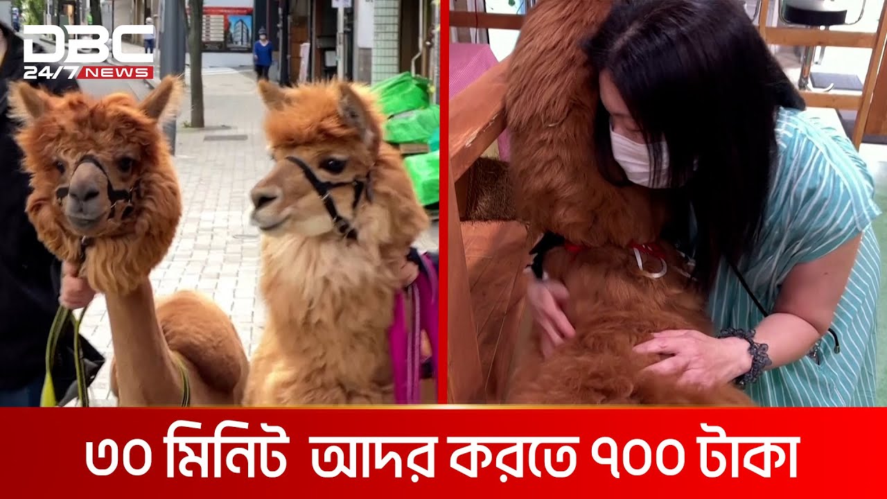 আজব প্রাণী আলপাকা | DBC NEWS Special
