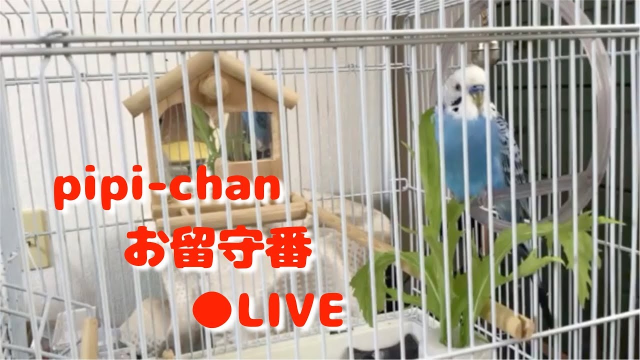 ピピのお留守番Live / Home Alone [#062]