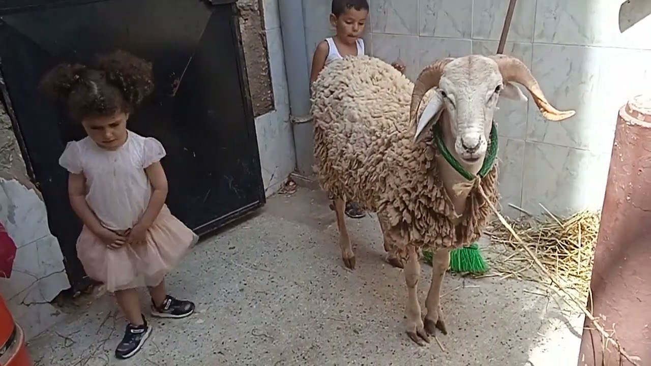 محمد و كبش العيد🐏🐏🐏🐏
