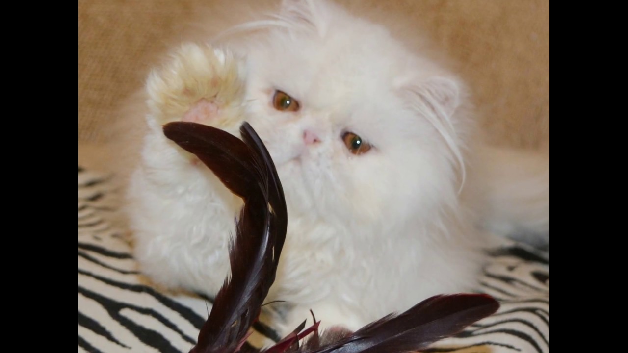 Beautiful Copper Eyed White Male Persian Kitten-- 3.5 mo old
