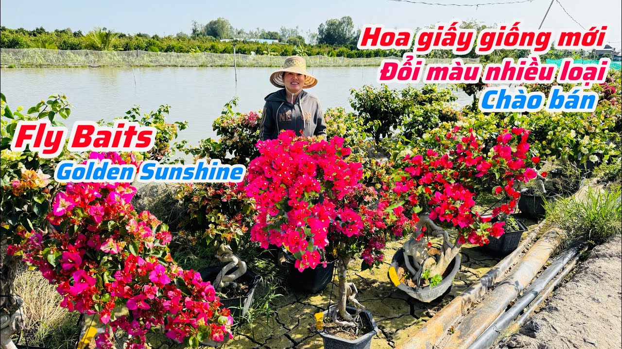 Hoa giấy giống mới đổi màu nhiều loại chào bán bao ship..24/01😘📲 0703.236.412.Cúc-Phan