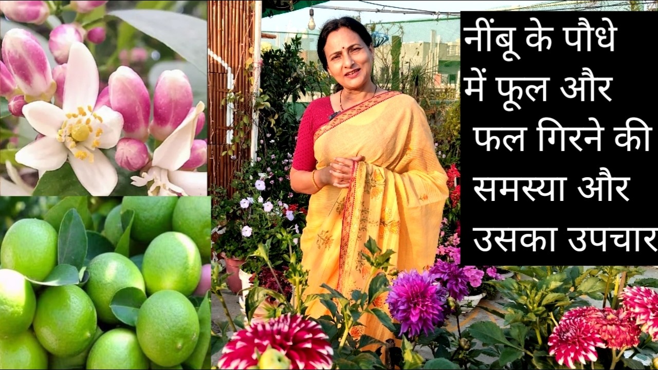 नींबू के पौधे में फूल और फल गिरने की समस्या और उसका उपचार | Rashmi's World - Create to Decorate