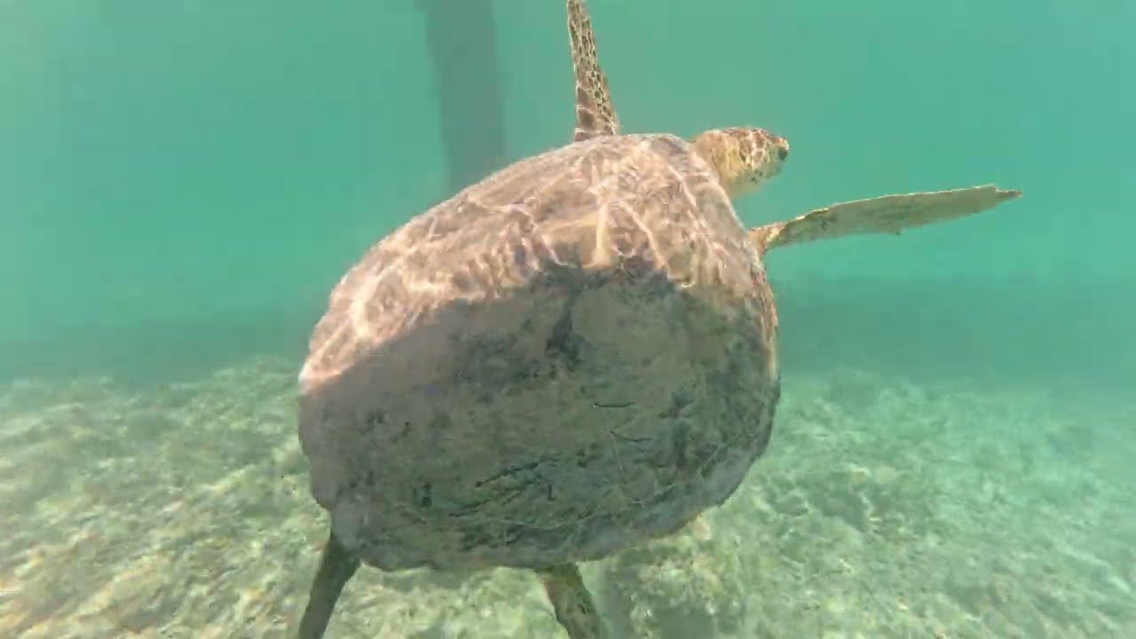 4K Sleepy Turtle wakes up and goes for a swim