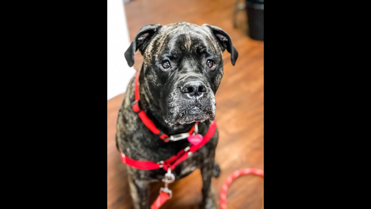When Does Your Dog Need Bodywork?