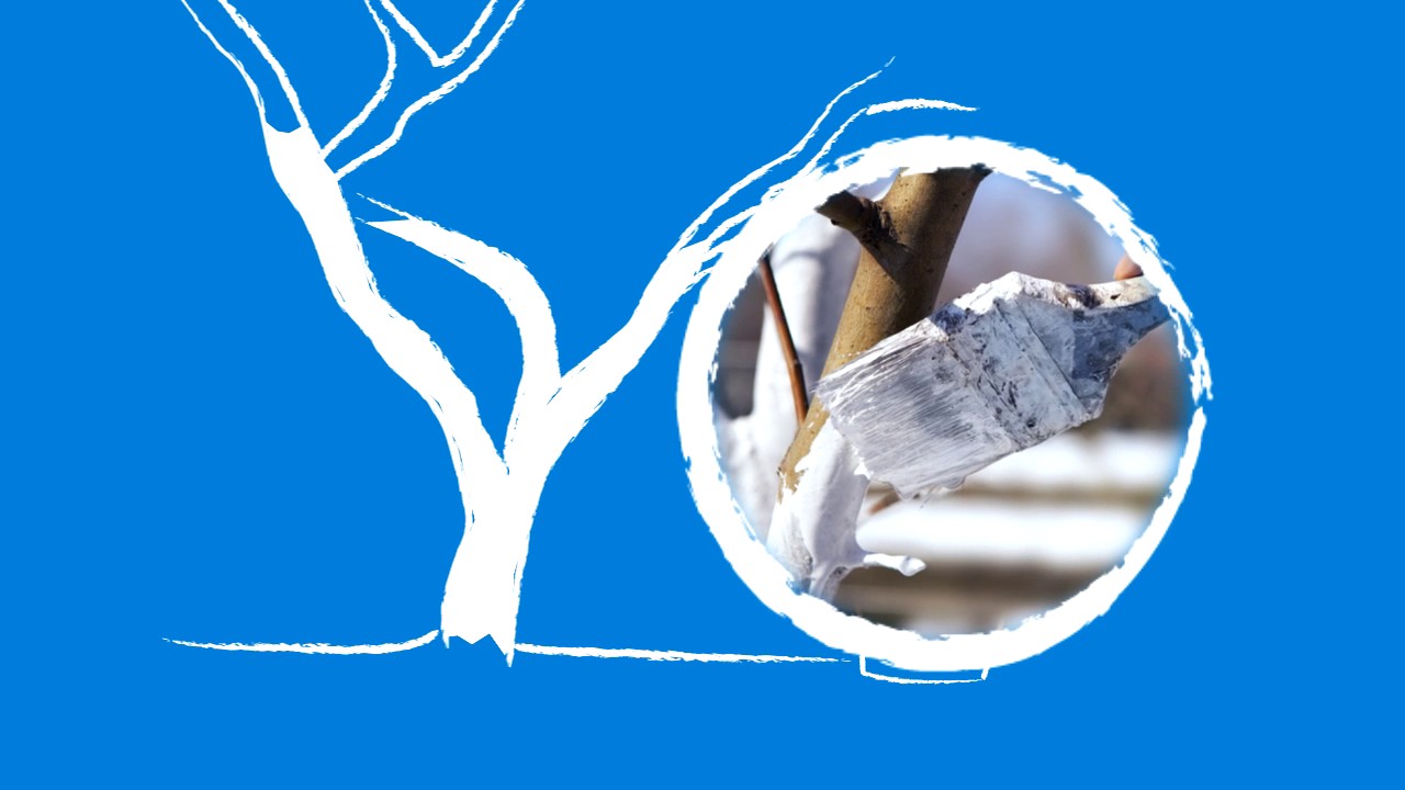 Bielenie Drzew Owocowych. Jak, kiedy i czym bielić drzewka?