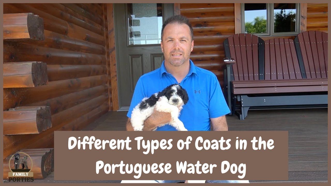 Different coat types of the portuguese water dog