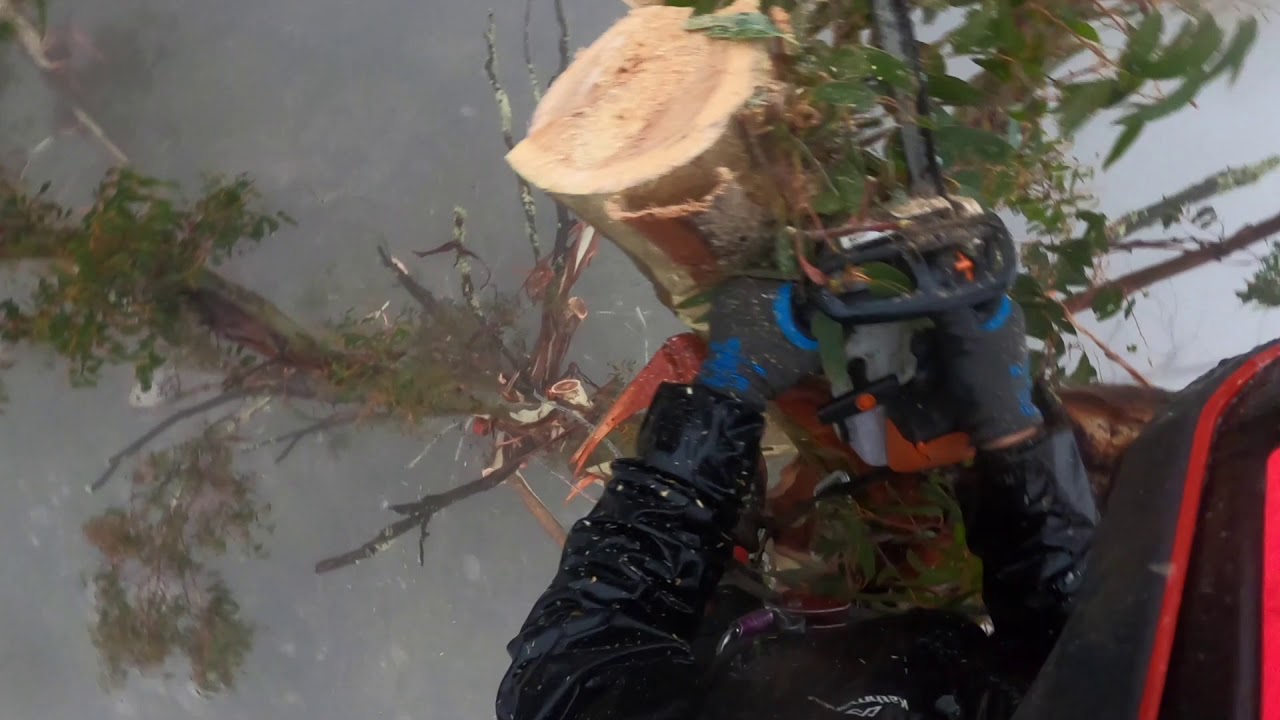 Climbing trees in the rain because I can!