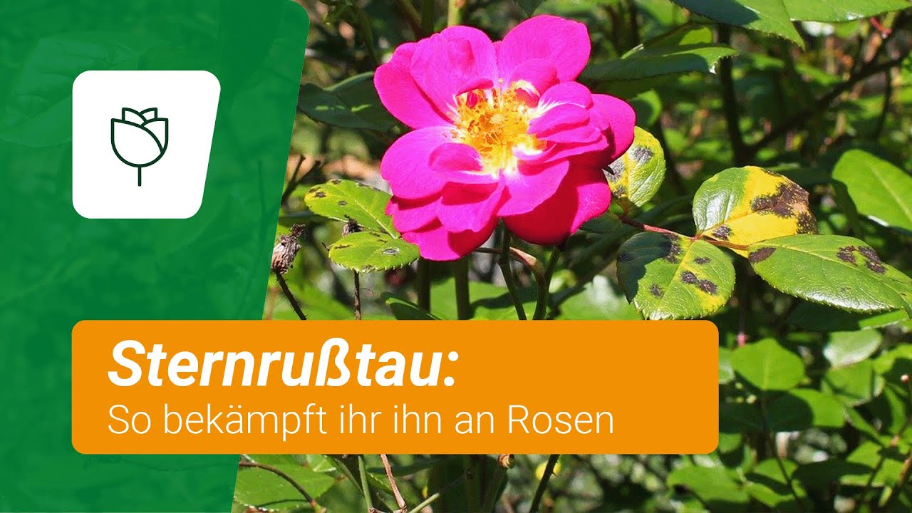 Rosenkrankheiten: So werdet ihr Sternru&szlig;tau los