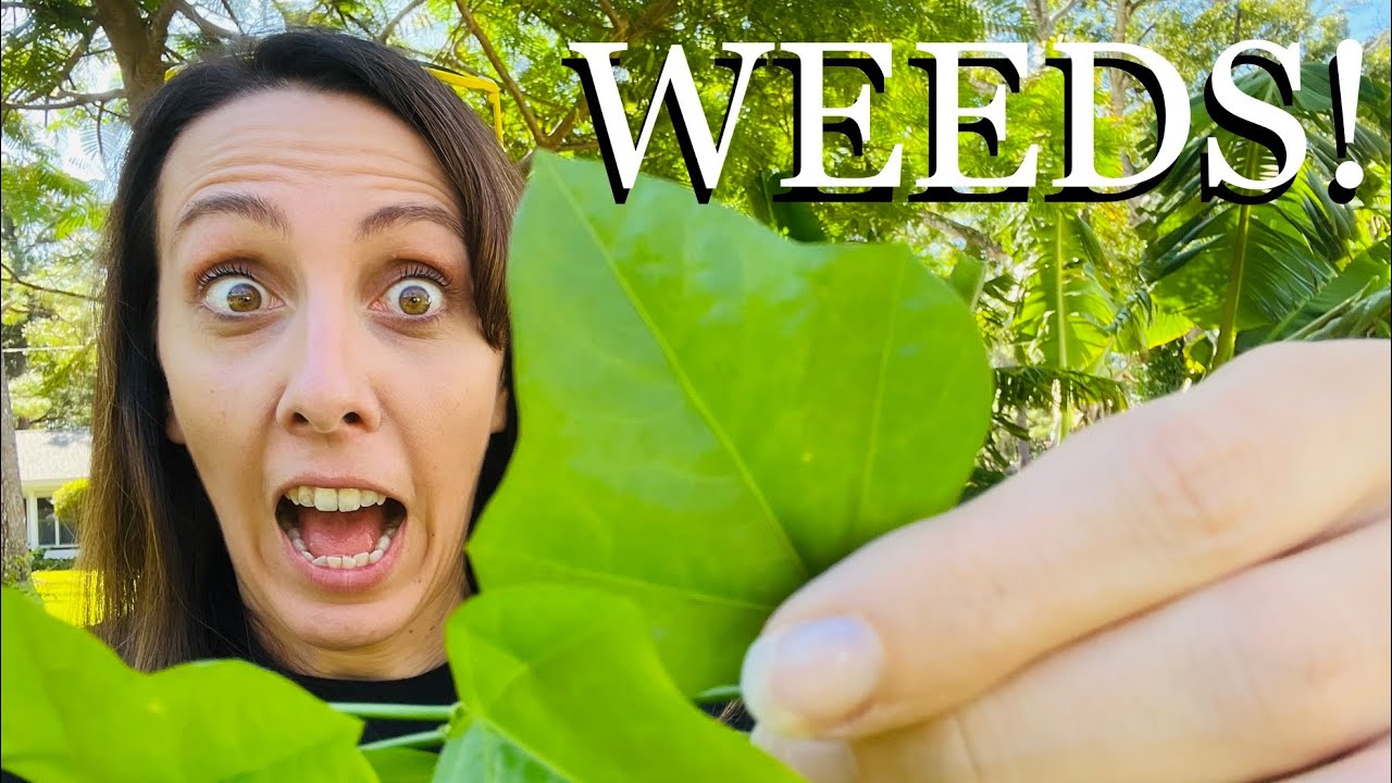 LOVE 'EM or LOSE 'EM?!? 30+ Florida Weed Identification
