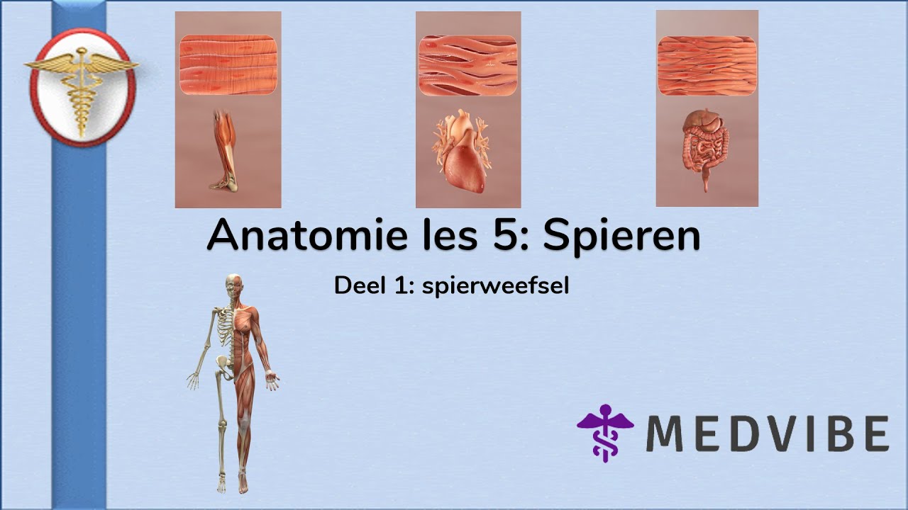 Anatomie les 5 Deel 1: Spierweefsel