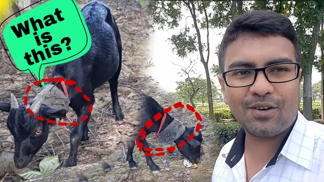 Fox vs goat|Wild Animals|Save your Goat from Fox|@Moonlight Assam