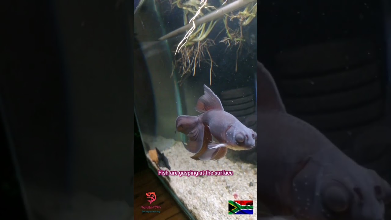 10 signs you have an overstocked Goldfish Aquarium #shortsviral #shorts #shortsanimals #shortsfeed