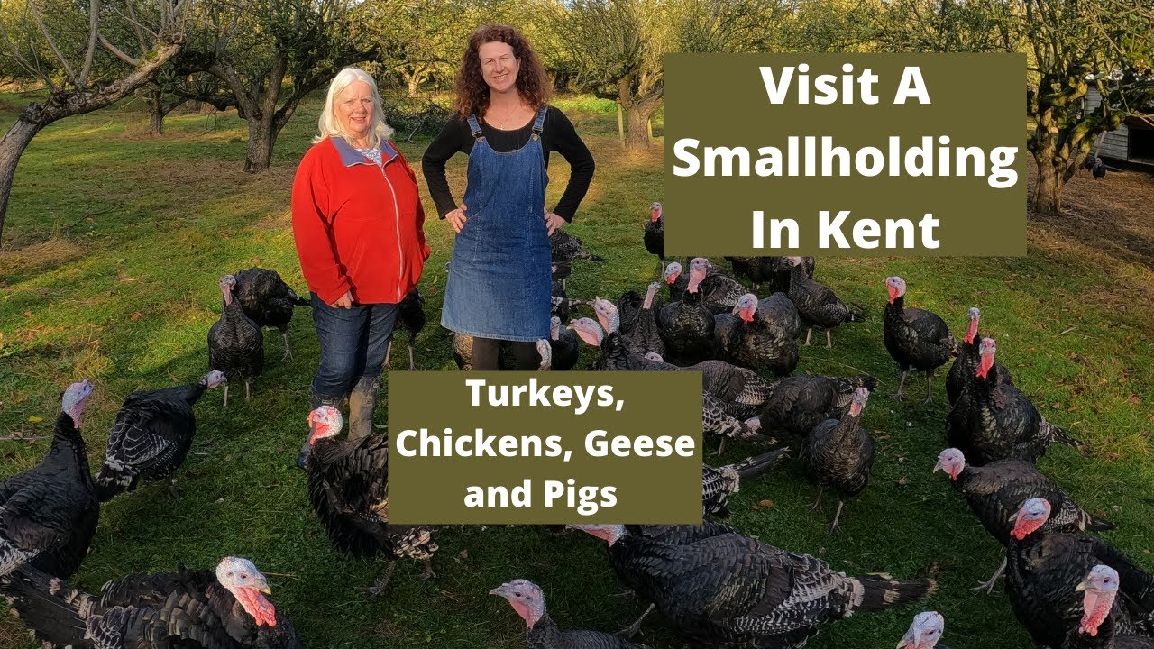 Visit A Free Range Small Farm - Smallholding UK - Bronze Turkeys, Chickens, Geese and Pig Farming
