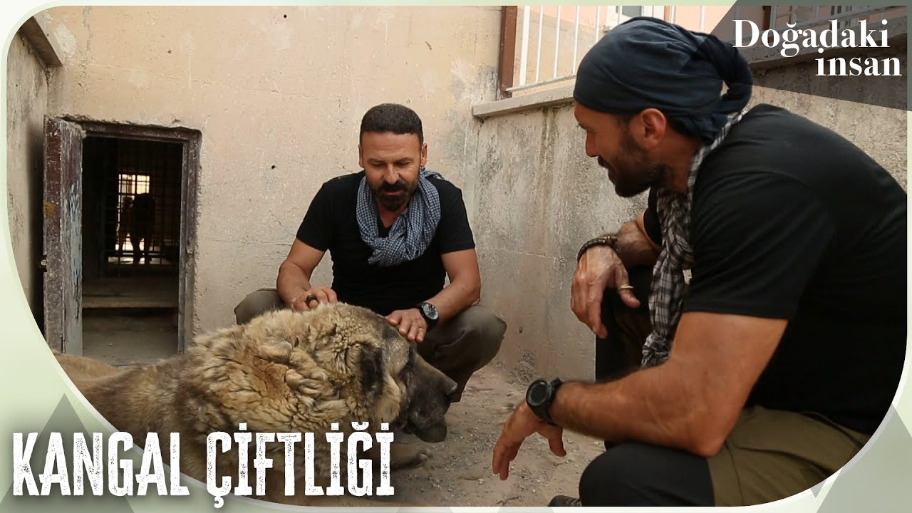 Sivas Meraküm'de kangal çiftliği ziyareti | Doğadaki İnsan 28. Bölüm