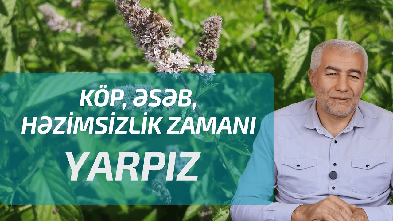 Yarpız, həm müalicədə həm də mətbəxtdə | Fizuli Hüseynov