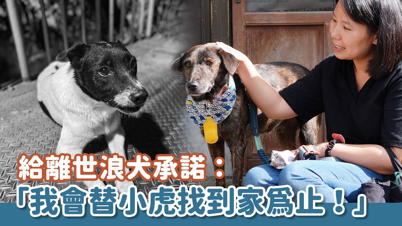 給離世犬承諾：「我會替小虎找到家為止！」