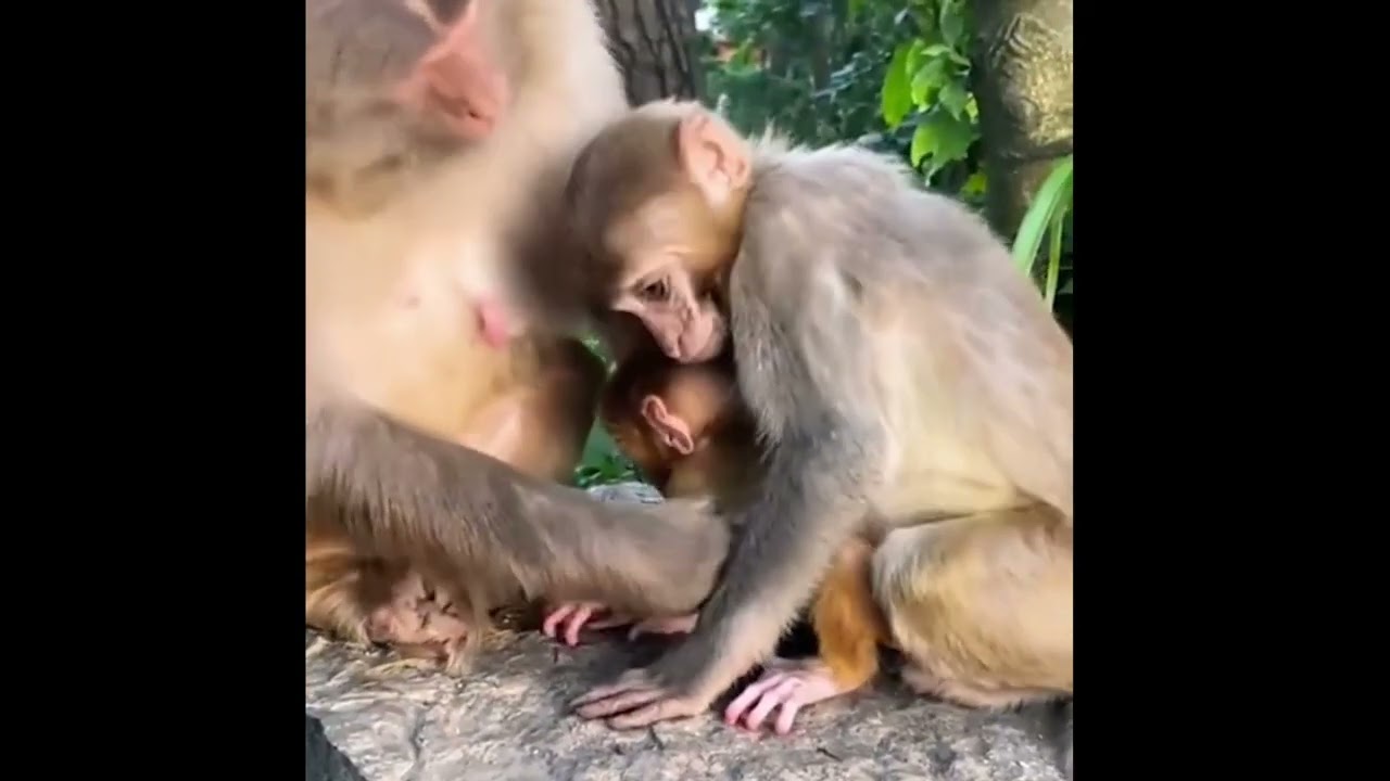 OMG Monkey So Funny