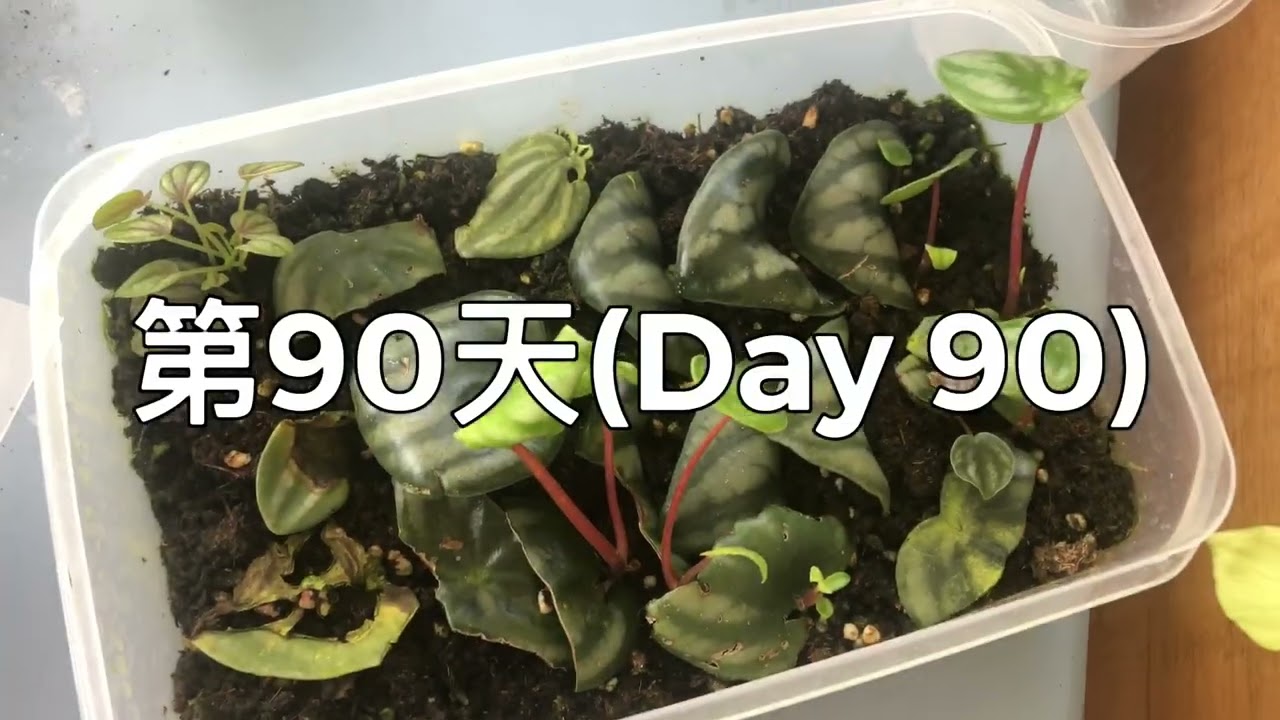 【威霖TV】孵了一堆西瓜皮椒草…..結果？(椒草葉孵到長大)