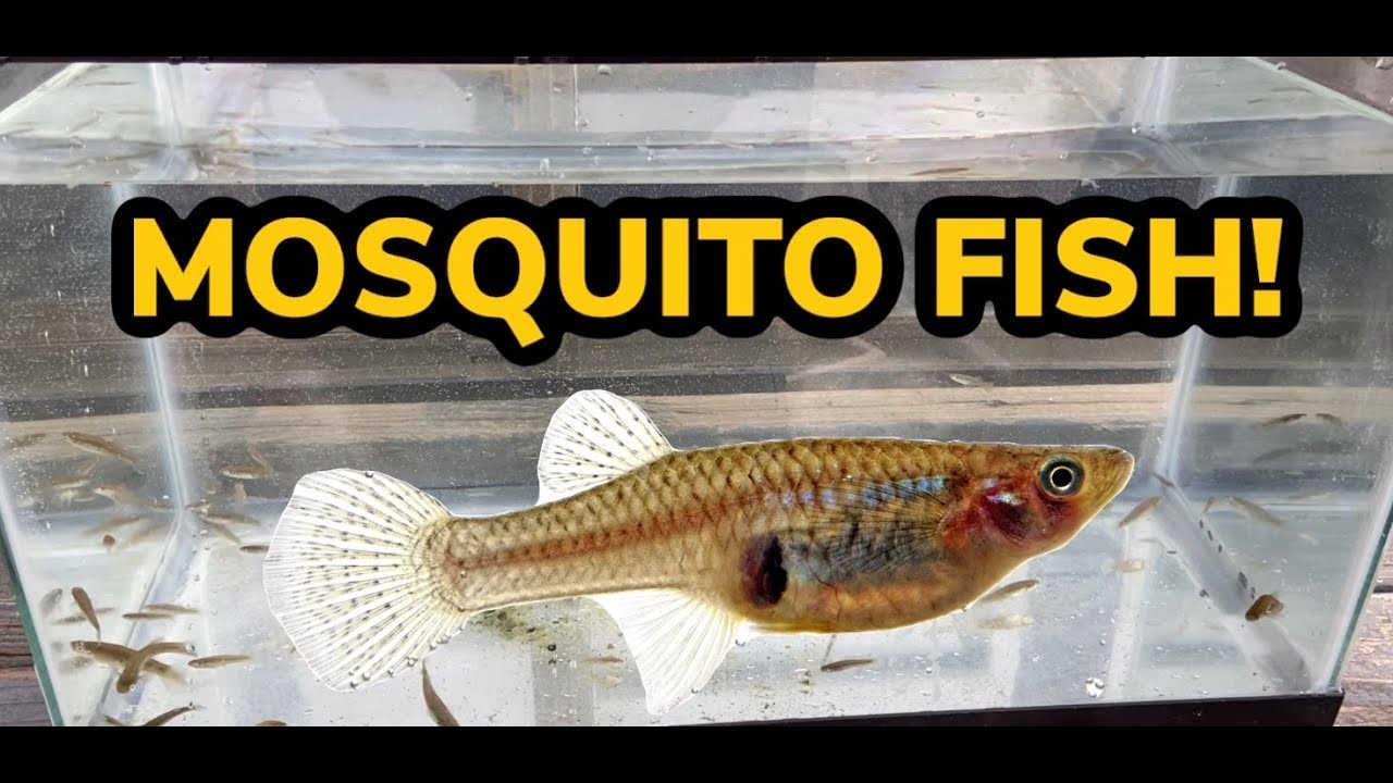 IT ALL STARTED WITH 10! (catching all the gambusia from the pond!) #mosquitofish