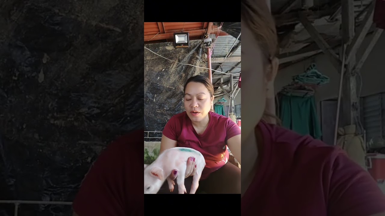 Day 1 Journey sa mga biik/piglets