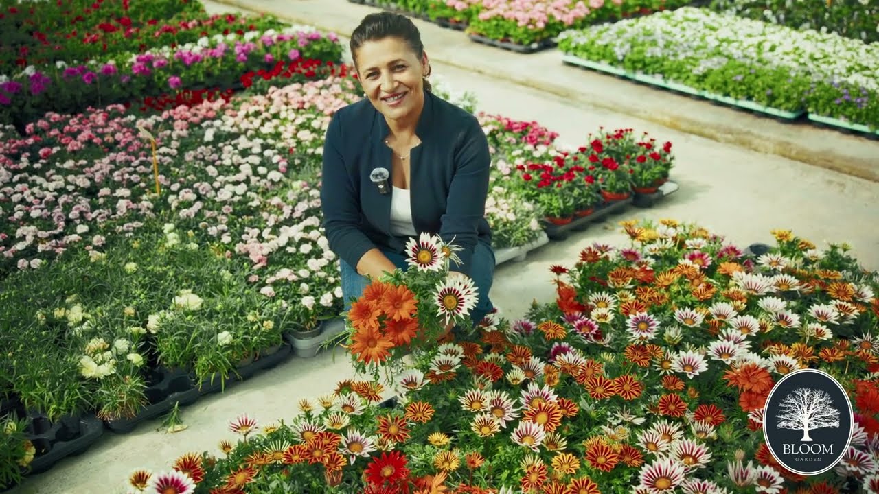 Gazania &ndash; Floarea Soarelui &icirc;n Miniatură | Bloom Garden