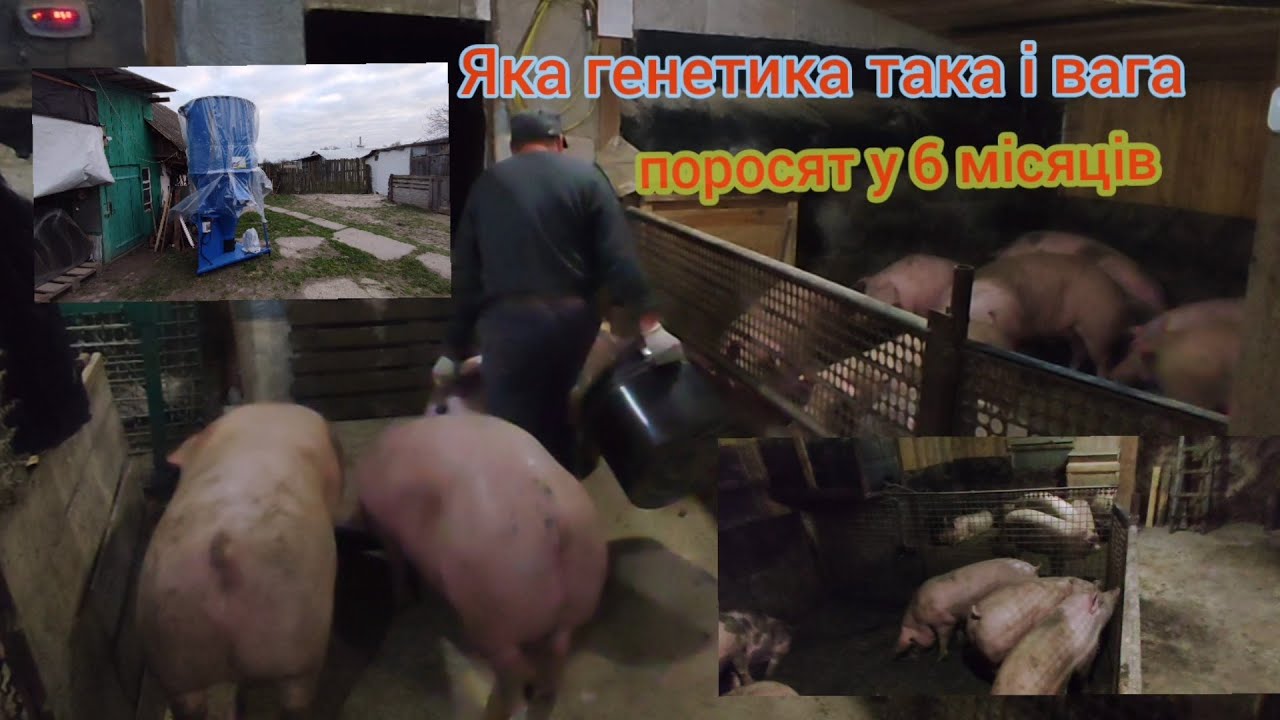 вес поросят у 6 місяців яка генетика  такі і свині