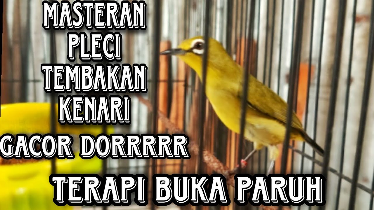 Masteran Pleci Isian Kenari || Suara Masteran Pleci Gacor Dor