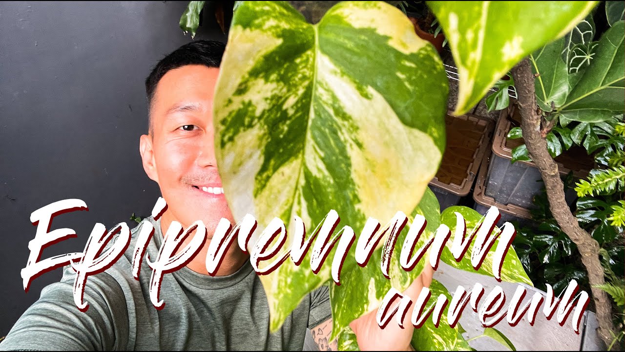 Epipremnum Aureum Golden Pothos (How to Grow Them BIG) Care Tips and Propagation - WITH UPDATES