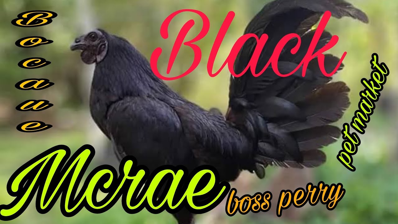 Black Mcrae by boss perry bocaue pet market