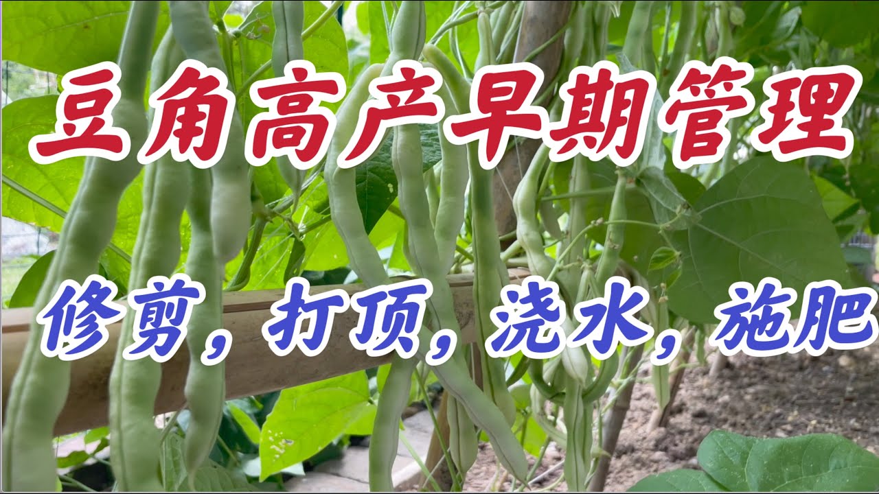 豆角种植高产早期管理：如何进行侧枝修剪，打顶，浇水和施肥. #梅园豆角家庭有机种植系列