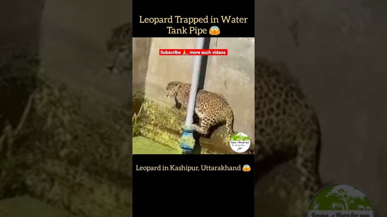 Leopard Trapped in Water Tank Pipe, Kashipur Uttarakhand #shorts #short #leopard