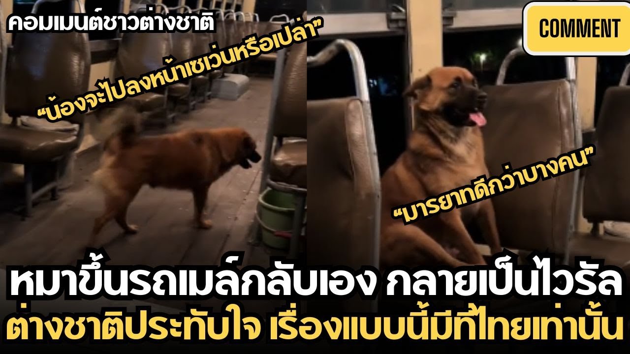 คอมเมนต์ชาวต่างชาติ หลังเห็นหมาไทยนั่งรถเมล์กลับเอง ต่างชาติประทับใจ ยกเรื่องแบบนี้มีแค่ที่ไทย