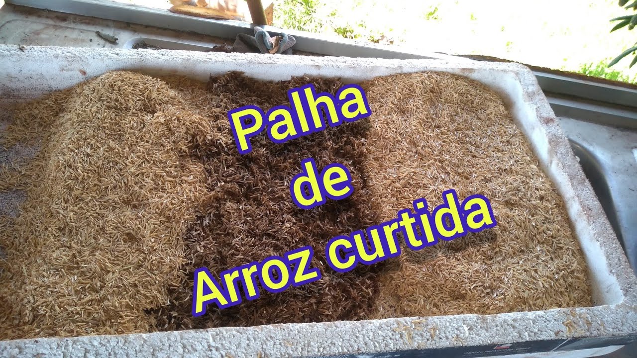 Palha de arroz curtida