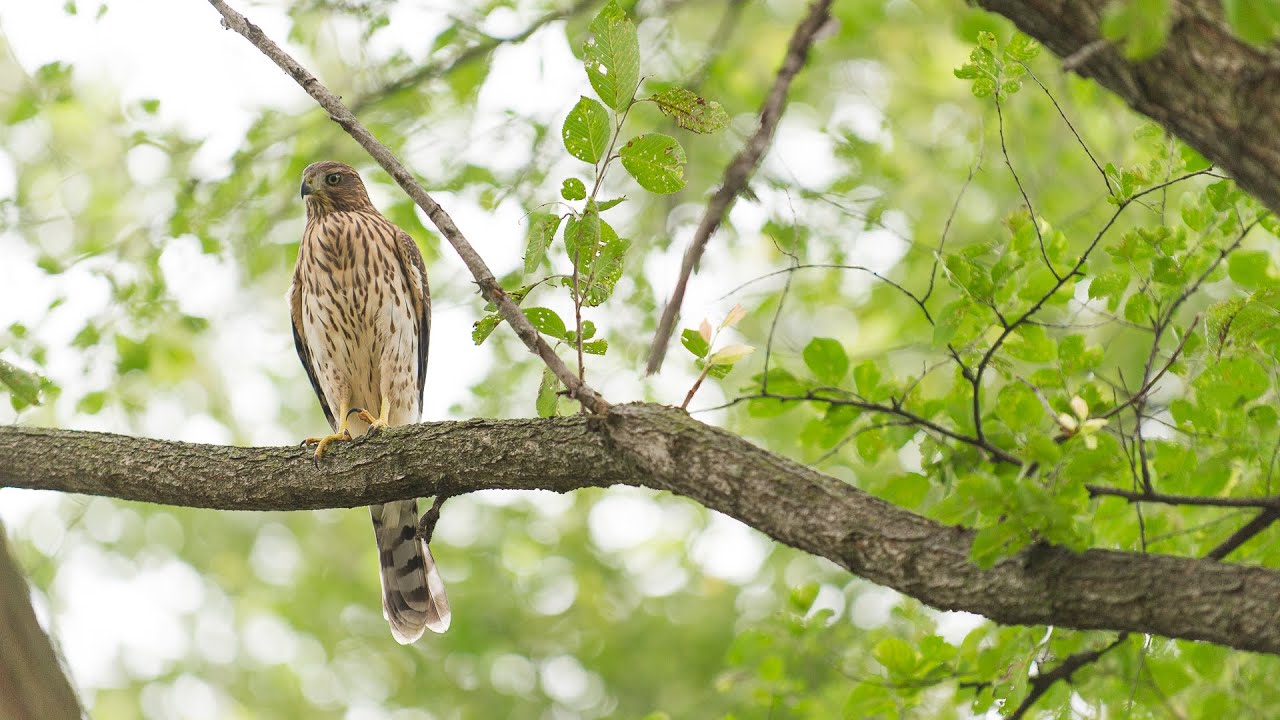 Cooper's Hawks on Campus
