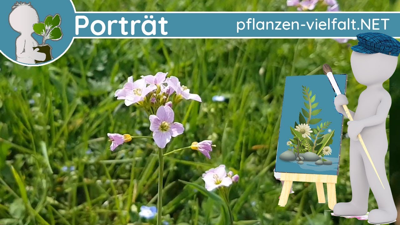 🖼️ Porträt 032 - Wiesen-Schaumkraut (Cardamine pratensis) - Wildpflanzen-Steckbrief (Essbar)