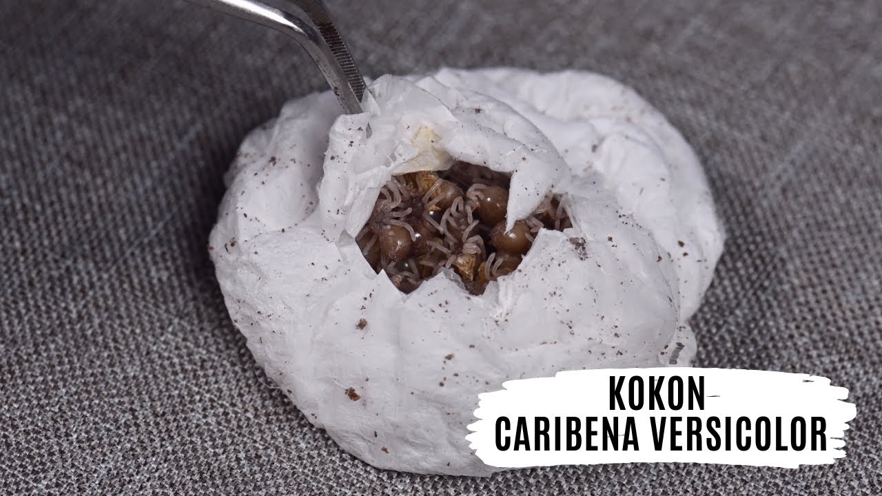 Kokon Caribena versicolor - odbierać czy nie? | arent.pl